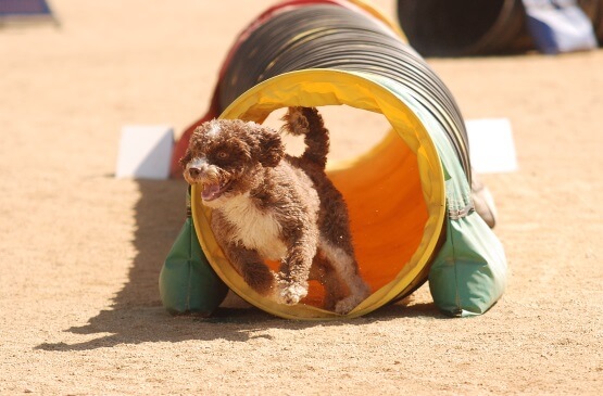 Agility con un perro y obstaculos