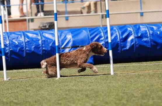 Perro haciendo un slalom en un Agility