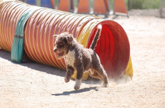 Perro corriendo en un túnel de Agility