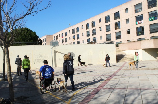 Curso de adiestramiento profesional canino