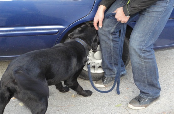 Curso para perros detectores de explosivos
