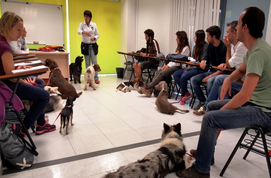 Curso para perros detectores 