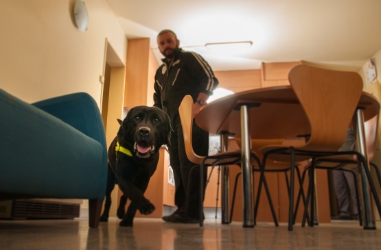 Entrenamiento de un perro adiestrado por IDDTGroup para la detección de chinches