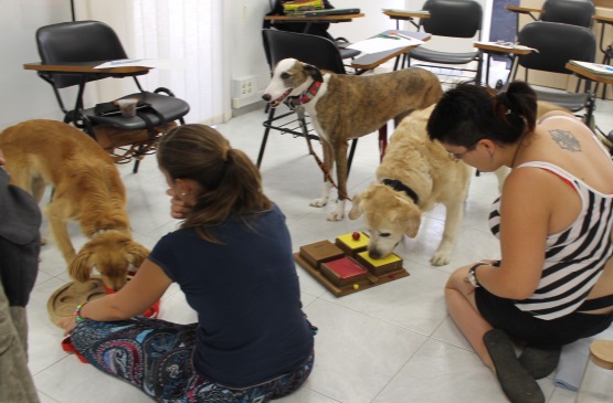 Enrichment para perros - Formación canina