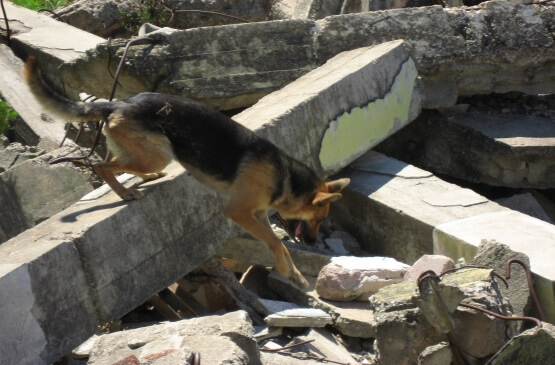 Entrenar un perro para que salve vidas humanas
