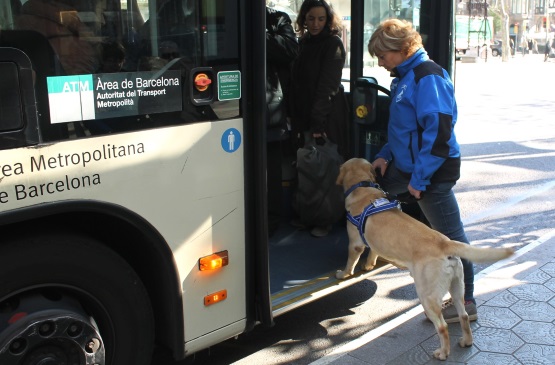 La formación de un perro de asistencia UAB