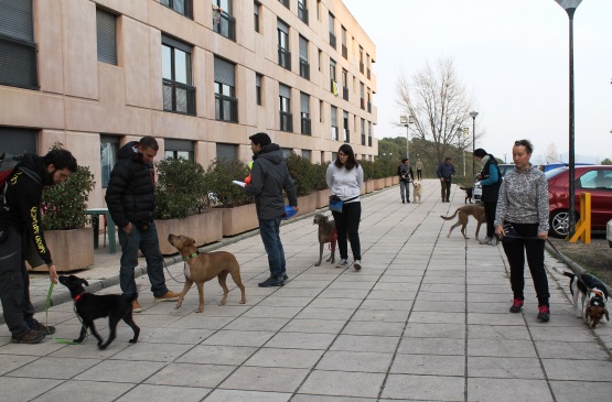 Formación Universitaria de adiestramiento canino