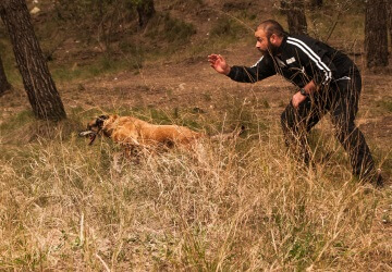 5- Postgrado en Instrucción de Unidades Caninas de Protección Civil, Prevención, Seguridad y Emergencias