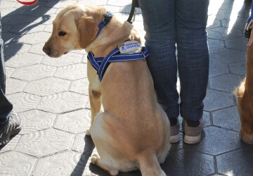 3- Postgrado en Instrucción de Unidades Caninas de Asistencia.