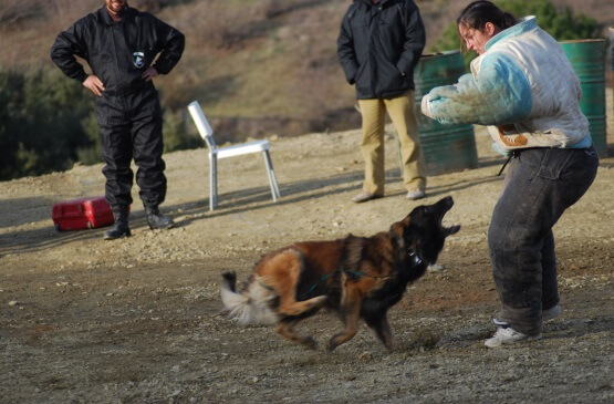 Formación Unidades Caninas Especiales. El ataque.