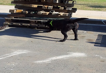 Un perro entrenado para detectar drogas